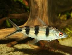 Hemiodus de barras.jpeg