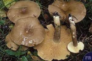 Archivo:Lactarius fuliginosus1.jpg