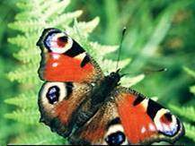 Mariposa pavoreal.jpg