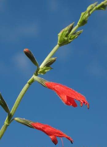 Archivo:Salvia roja.jpg