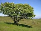 Sorbus12.jpeg
