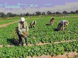 Arranque de Postura copia.jpg