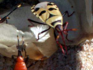 Chinche de la welwitschia.jpg