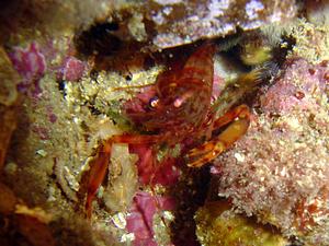 Gamba de rayas marrones.jpg