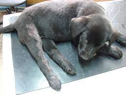 Neosporosis canina.jpg