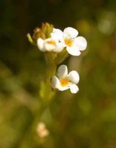 Plagiobothrys stipitatus,I MEL4287.jpg