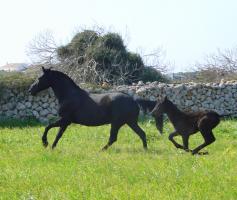 Caballo Menorquin.jpg