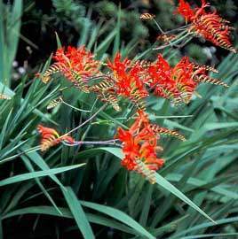 Crocosmia.jpg