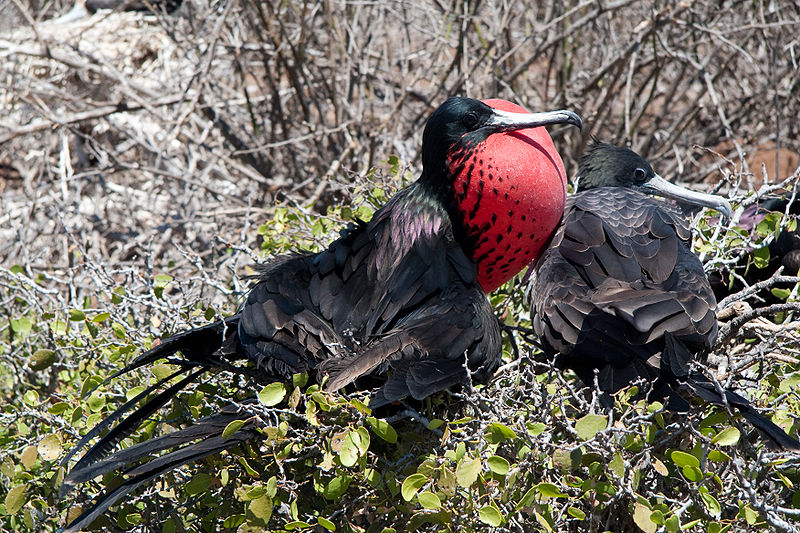 Archivo:Fregata magnificens.jpg