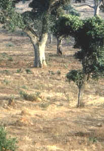 Archivo:La sabana en Guinea.jpg
