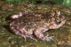 N marmorata large.JPG