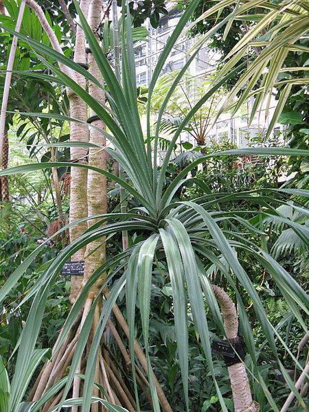 Archivo:Pandanus tectorius hojas.jpg