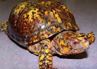 Tortuga caja del este.jpeg