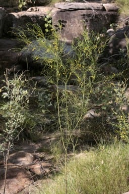 Acacia kimberleyensis.jpg