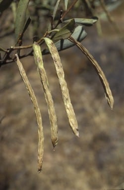Archivo:Acacia levata 2.jpg