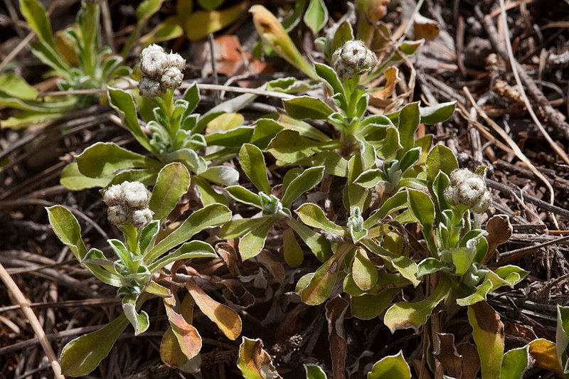 Archivo:Antennaria marginata.jpg
