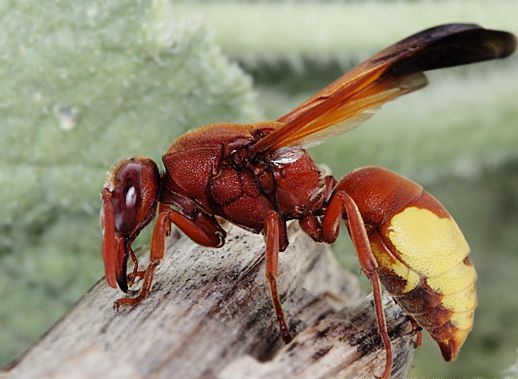 Archivo:Avispa roja.jpg