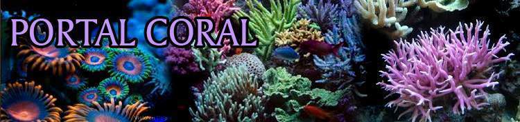 Banner Portal Corales