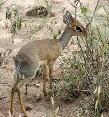 Dik - Dik - de Kirk .jpg