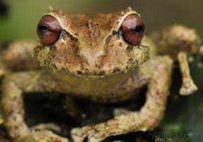 Archivo:Eleutherodactylus thomasi thomasi.jpg