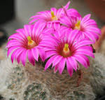 Mammillaria guelzowiana ges.jpeg