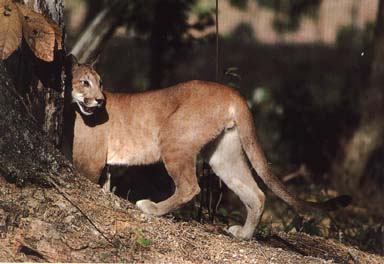 Archivo:PNBCarrillo puma.jpg