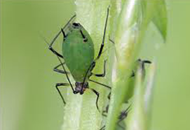 Pulgón verde melocotonero.png