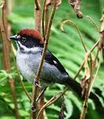 Atlapetes rayas verdes.jpg