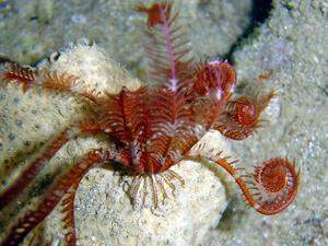 Crinoideo de Savigny.jpg