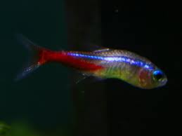Enfermedad de tetra neon.jpg
