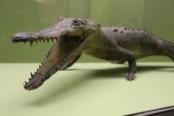 Archivo:Fonck sala temporal.jpg