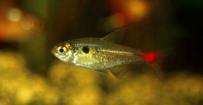 Hemigrammus stictus.jpg