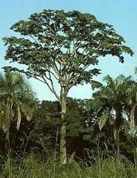 Pausinystalia johimbe.jpg