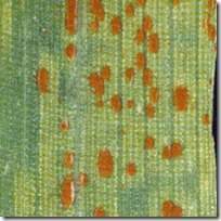 Roya-anaranjada thumb.jpg