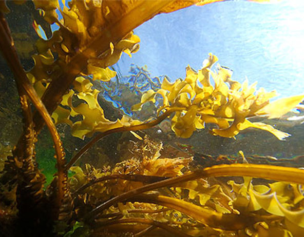 Archivo:Undaria pinnatifida 1.jpg