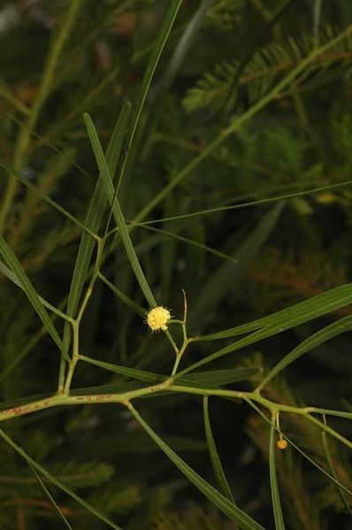Archivo:Acacia gillii 3.jpg