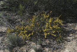 Acacia inamabilis.jpg