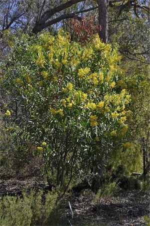 Acacia leiophylla.jpg
