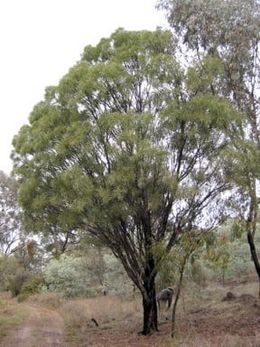 Acacia neriifolia.jpg