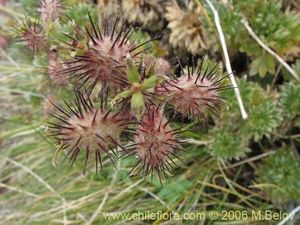 Acaena alpina.jpg