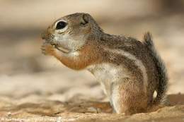 Ardilla antilope.jpg