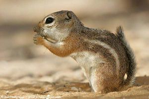 Ardilla antilope.jpg