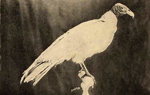 Aurablanca.jpg
