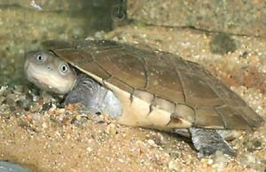 Pelomedusa subrufa.jpg