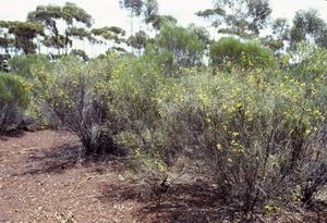 Acacia kerryana.jpg