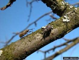 Anthonomus pomorum.jpg