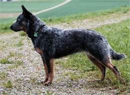 Australian Cattle Dog.jpg