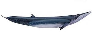 Ballena de Bryde.jpeg