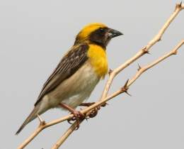 Baya Weaver.jpg
