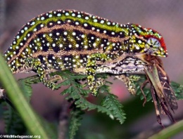 Camaleon-campani.JPG